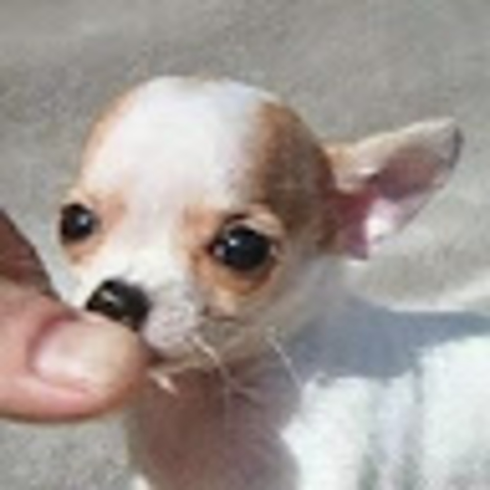 Meet your Posher, Eli